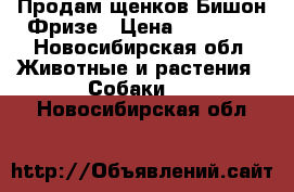 ,Продам щенков Бишон Фризе › Цена ­ 15 000 - Новосибирская обл. Животные и растения » Собаки   . Новосибирская обл.
